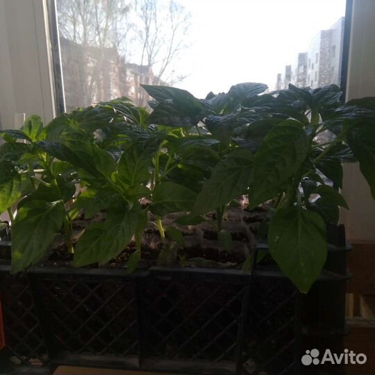 Рассада помидор и перцев