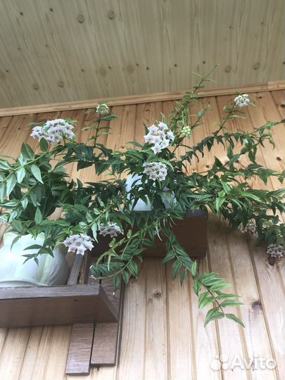 Хойя Hoya Bella (Прекрасная)