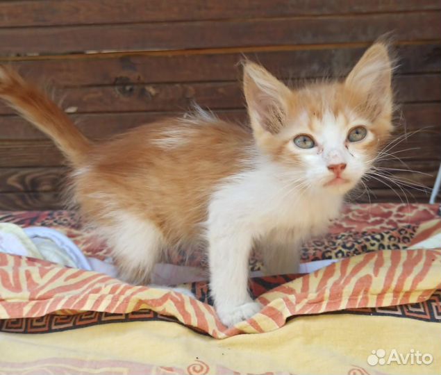 Котята в добрые руки бесплатно