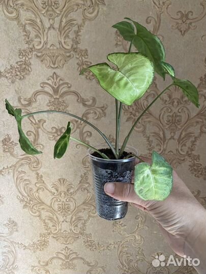 Баттерфляй сингониум