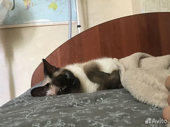Кошка