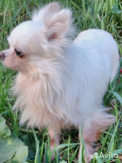 Женихи чихуахуа