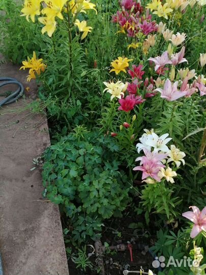 Лилейники и лилии