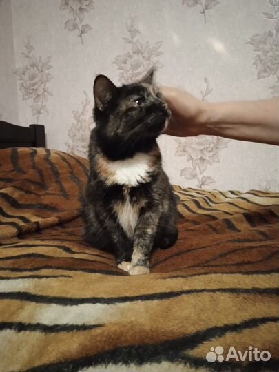 Кошка в дар