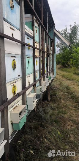 Мёд майский разнотравие гречиха 2023