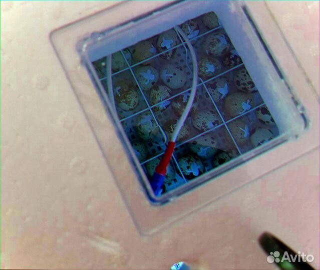 Инкубатор несушка