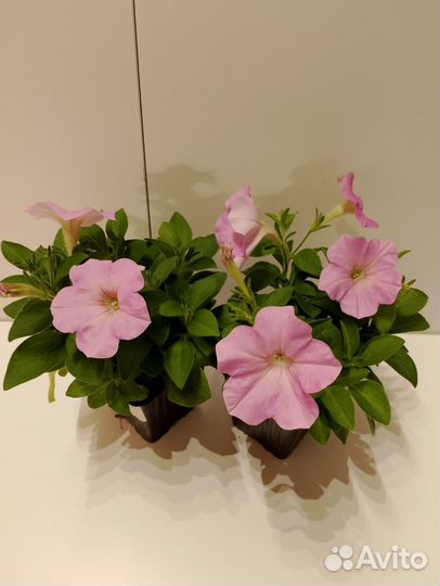 Петуния, тайдал