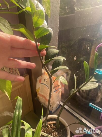 Замиокулькас