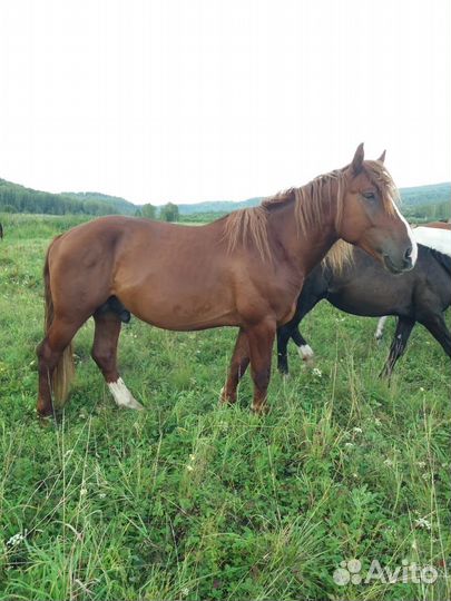 Лошадь жеребец