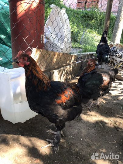 Петух маран леггорн австралорп