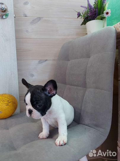 Французский бульдог мини