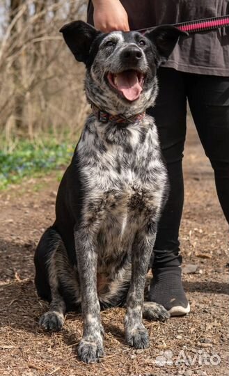 Очаровательная Санта ищет дом