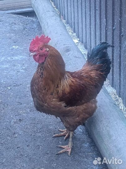 Молодые петухи