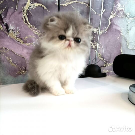 Очень красивая перс девочка котенок 2 м. питомника