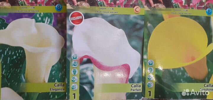 Каллы.Колеус. Амариллис.Сенецио.Фиалки