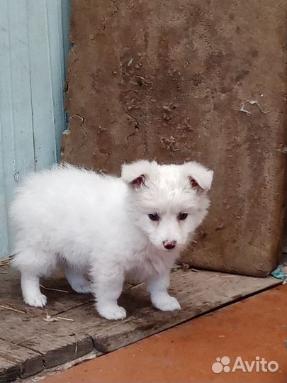 Щенки дворняжки бесплатно