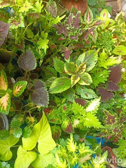 Колеус, ипомея