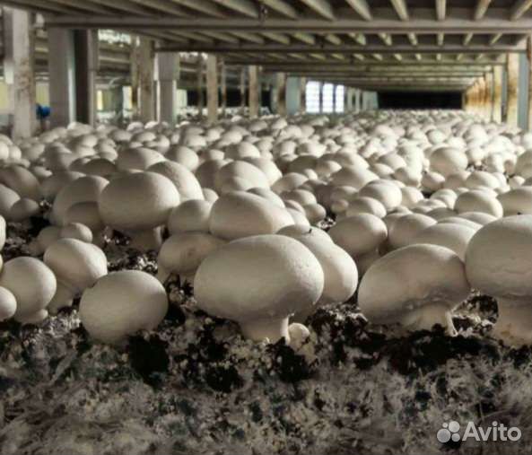 Грибы шампиньоны свежие