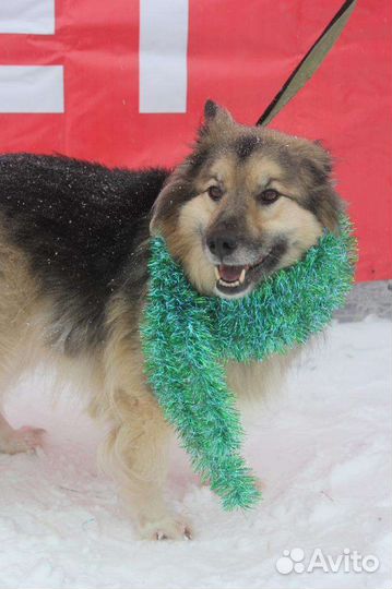 В самые добрые руки