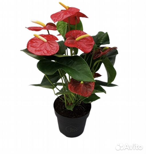 Антуриум красный