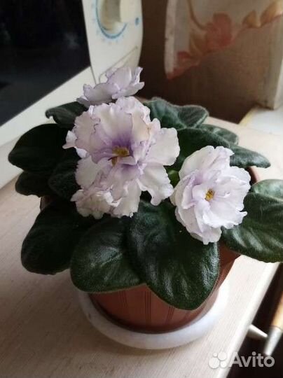 Фиалка цветущая