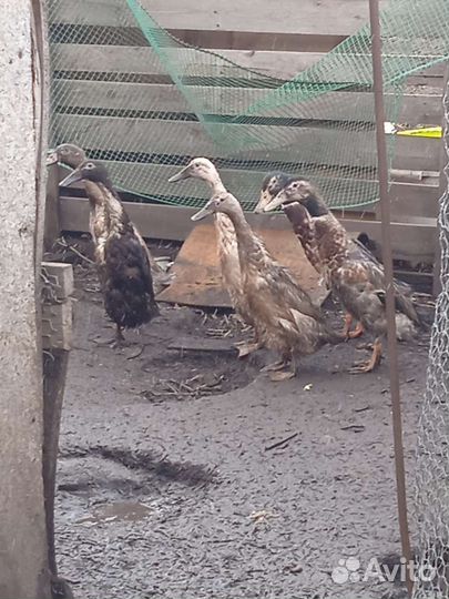 Утки индийский бегунок