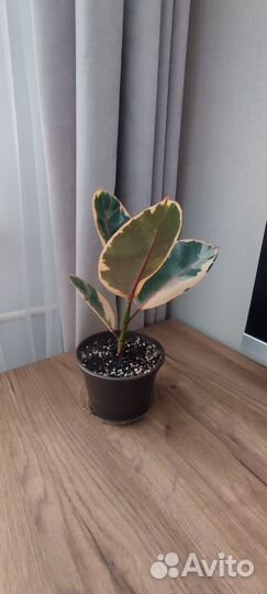 Фикус эластика белиз