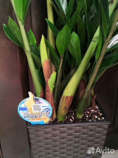 Замиокулькас в интерьерном горшке высота 90-100