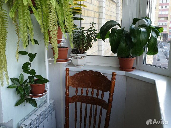 Растения для дома