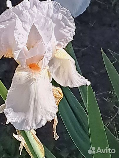 Ирис гибридный махровый