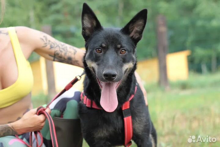 Собака в добрые руки