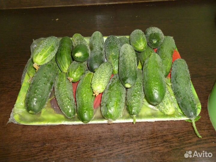 Растения