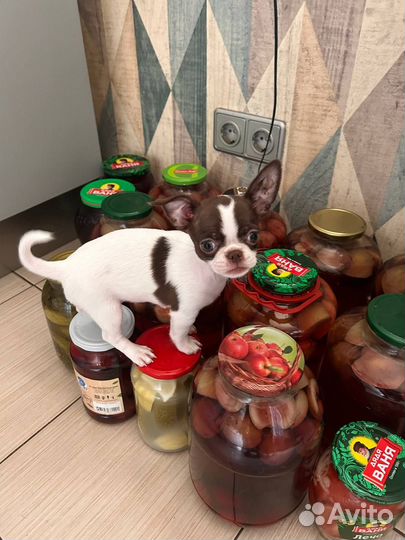 Чихуахуа мини девочка 2 мес