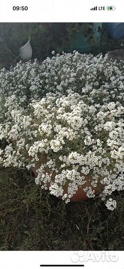 Вегетативные растения