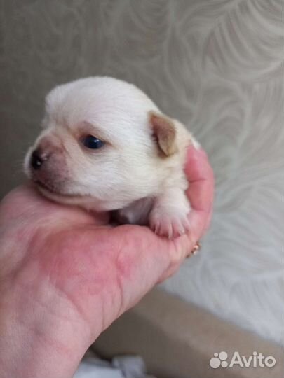 Щенки чихуахуа