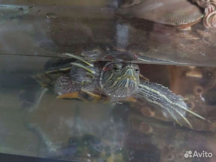 Красноухая черепаха бесплатно