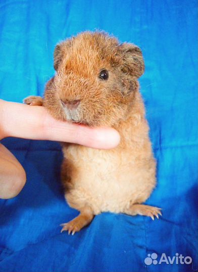 Морская свинка американский тедди