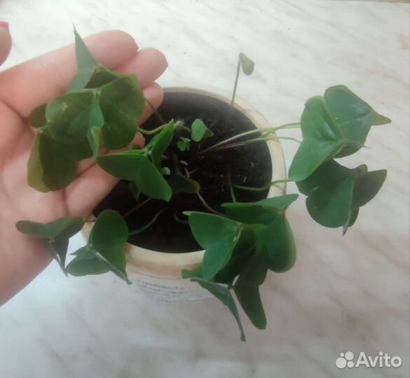 Кислица мартианская оксалис зеленый (редкий сорт)