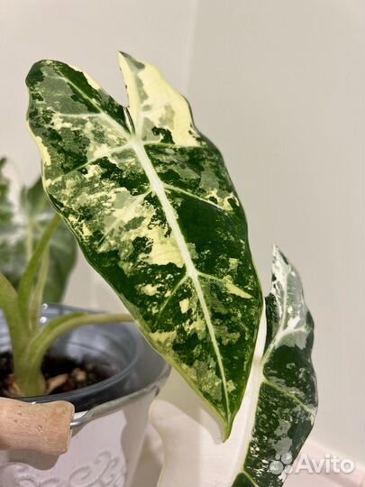 Клубень алоказии Фрайдек вар