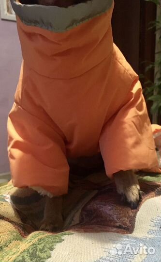 Комбинезон для маленькой собачки