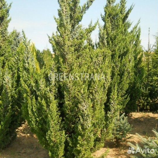 Можжевельник китайский Keteleeri