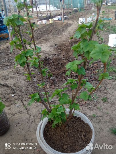 Саженцы смородины, крыжовника