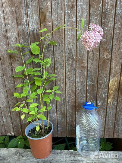 Гортензия Пинк Анабель