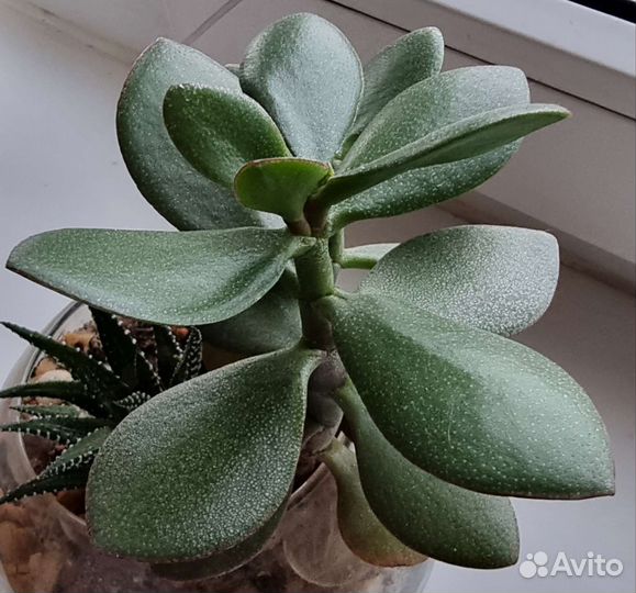 Суккуленты для садика