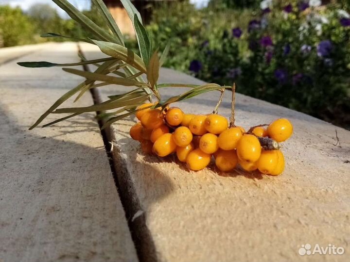 Саженец облепихи (девочка)