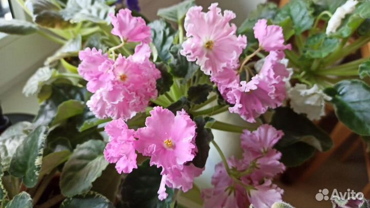 Фиалки сортовые, колеус аватар, фикус Бенджамина