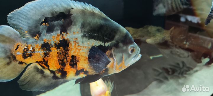 Аквариумные рыбы в большой аквариум