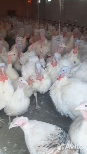 Индейка Виктория