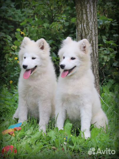 Подрощенные щенки самоеда, документы РКФ