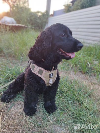 Вязка английский кокер спаниель